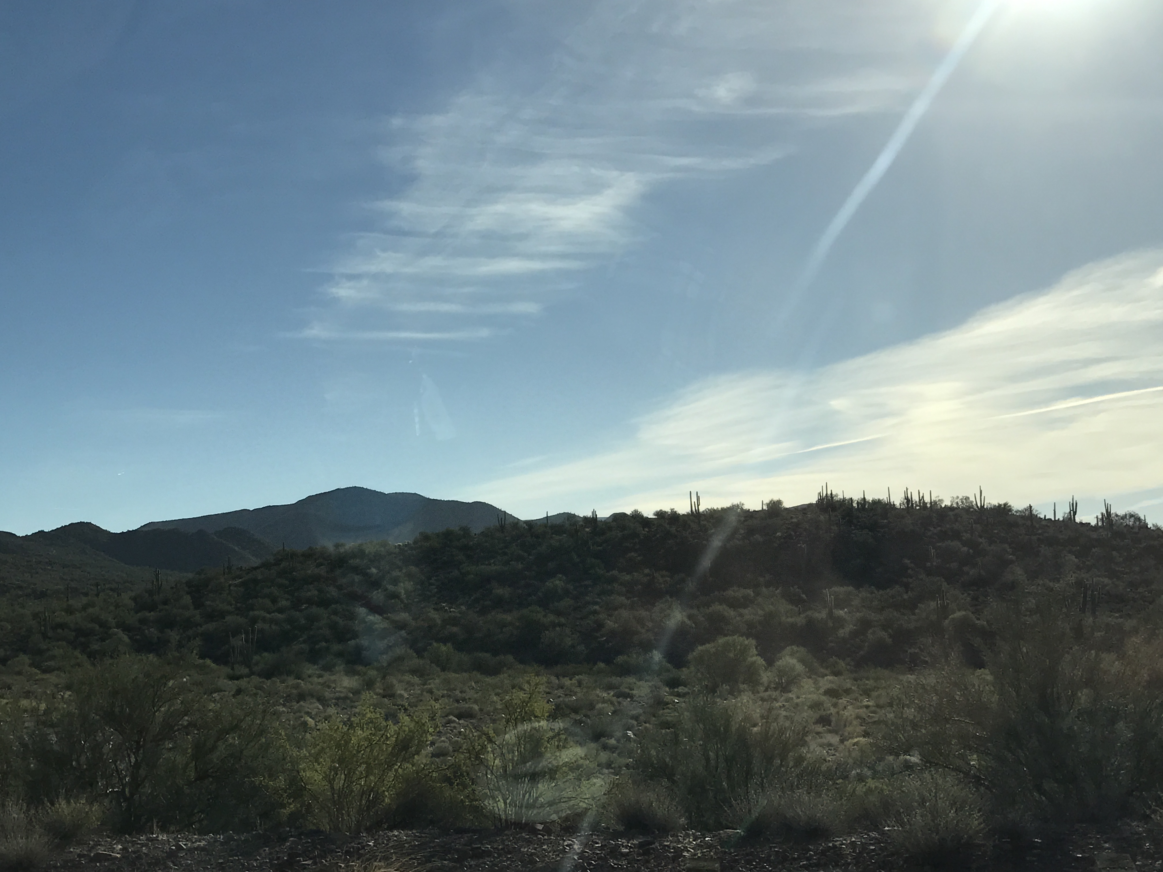 Morning in the Sonoran Desert 